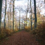 IMG_0010