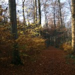 IMG_0011