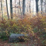 IMG_0015