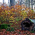 __IMG_0018