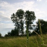 IMG_1931