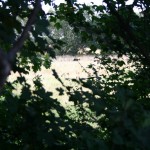 IMG_1946